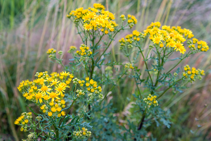 Noxious And State Prohibited Weeds Yarra Ranges Council