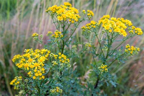 Ragwort