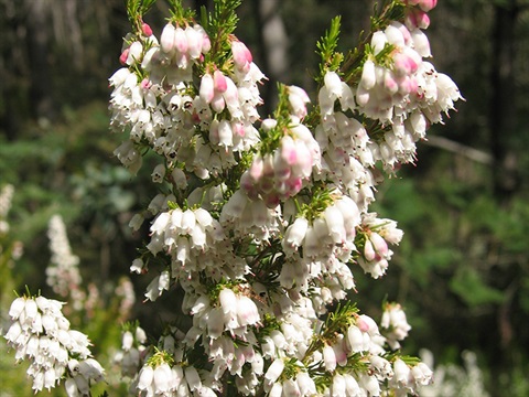 Spanish-Heath-Erica-lusitanica.jpg