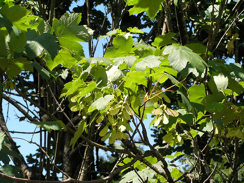 Common Weeds In Yarra Ranges Yarra Ranges Council