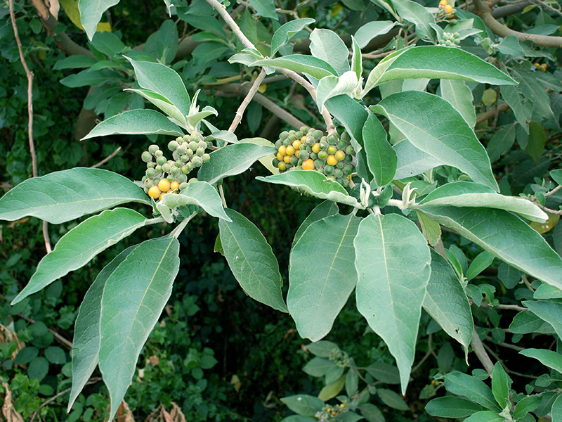 Wild Tobacco Tree Yarra Ranges Council