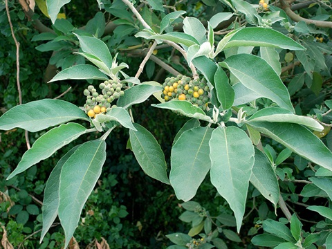 Wild-tree-tobacco-Solanum-mauritianum-Emma-Campbell.jpg