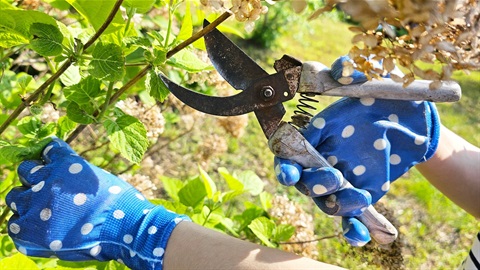 Person pruning hydrangeas