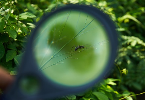 ant-magnified.jpg