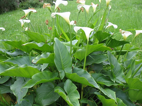 Arum-Lily-Zantedeschia-aethiopica-Caroline-Carvalho.jpg