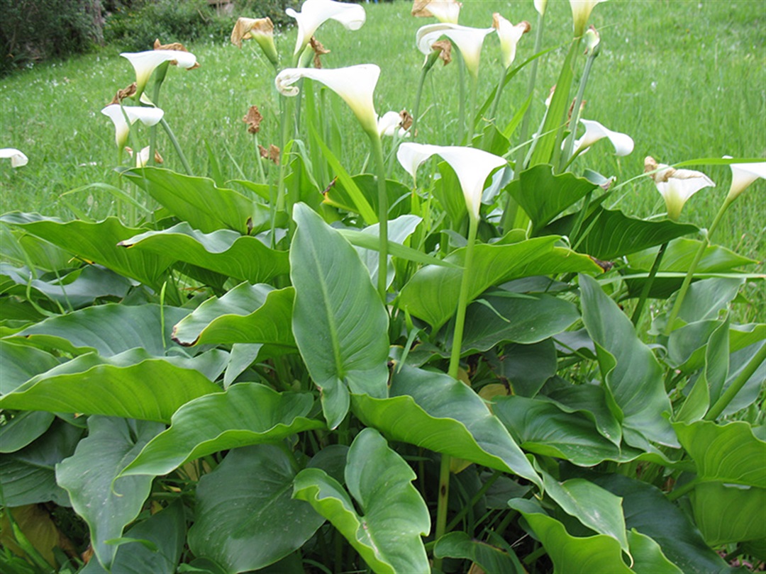 Arum Lily Flower Information In Hindi