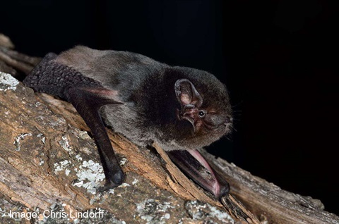 goulds-wattled-bat-inat-chrislindorff.jpg