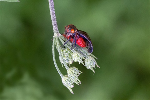 gum-leafhopper.jpg