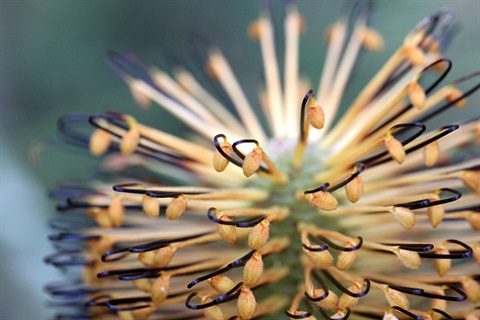 hairpin-banksia-woodland-park-1.jpg