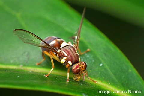 Queensland-Fruit-Fly-CC-James-Niland-800px.jpg