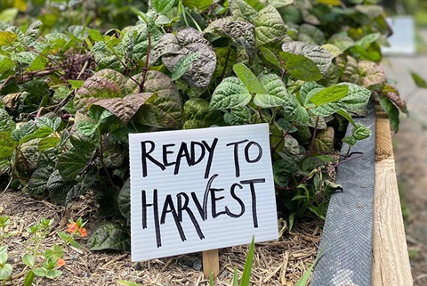 ready-to-harvest-sign.jpg