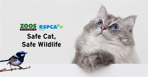 Safe-Cat-Safe-Wildlife-1200x628.png