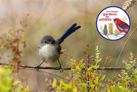 superb-fairy-wren-g4w.jpg