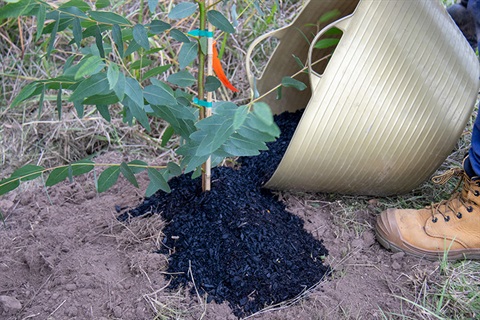 using-biochar-on-a-tree.jpg