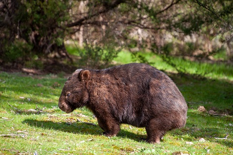 wombat-WEBSITE.jpg