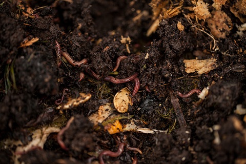 worm-compost800px.jpg