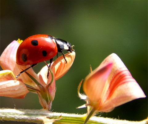 A ladybug