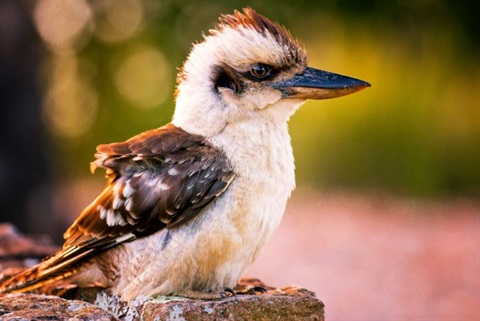 Kookaburra sitting on a tree stump