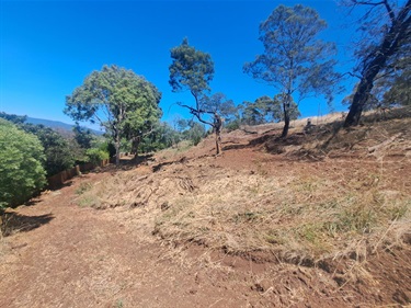 15 Landscape Dv Chirnside Park woody weed removal - re-planting this winter (Chirnside Ward)