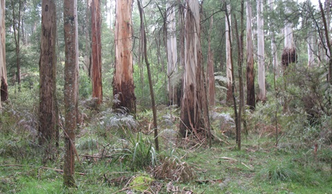 Bushland at Butterfield Reserve