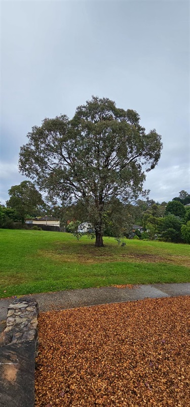 Open Grass space with large tree