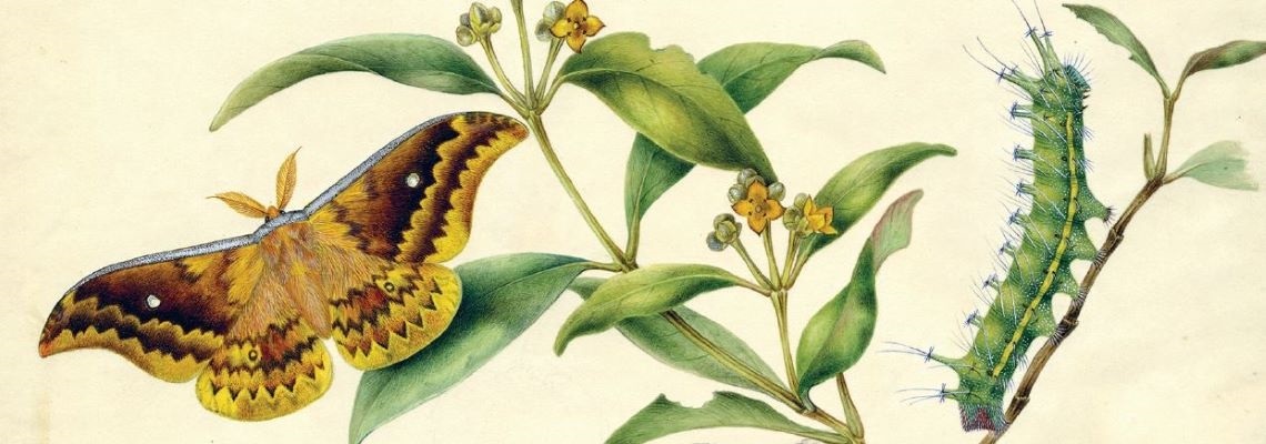 ScottSisters Emperor Moth_WebsiteBanner_1140x400 (1).jpg