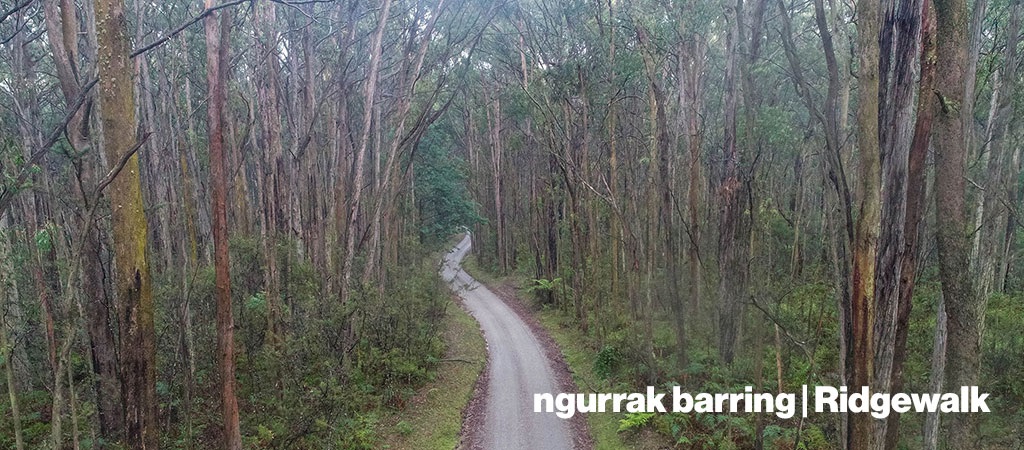 road through the forest