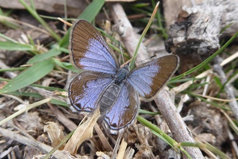 Small-ant-blue-butterfly-1.jpg