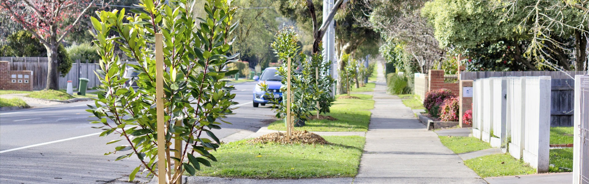 Street Trees_Banner.jpg