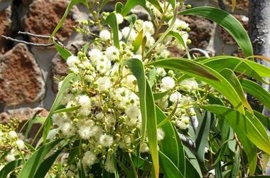 wattle branch