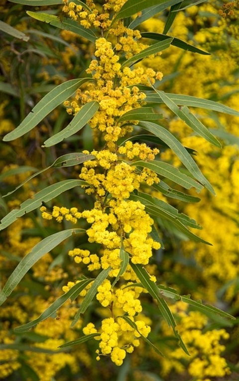 acacia-5422475_640