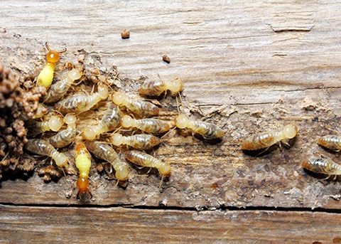 Termites eating wood