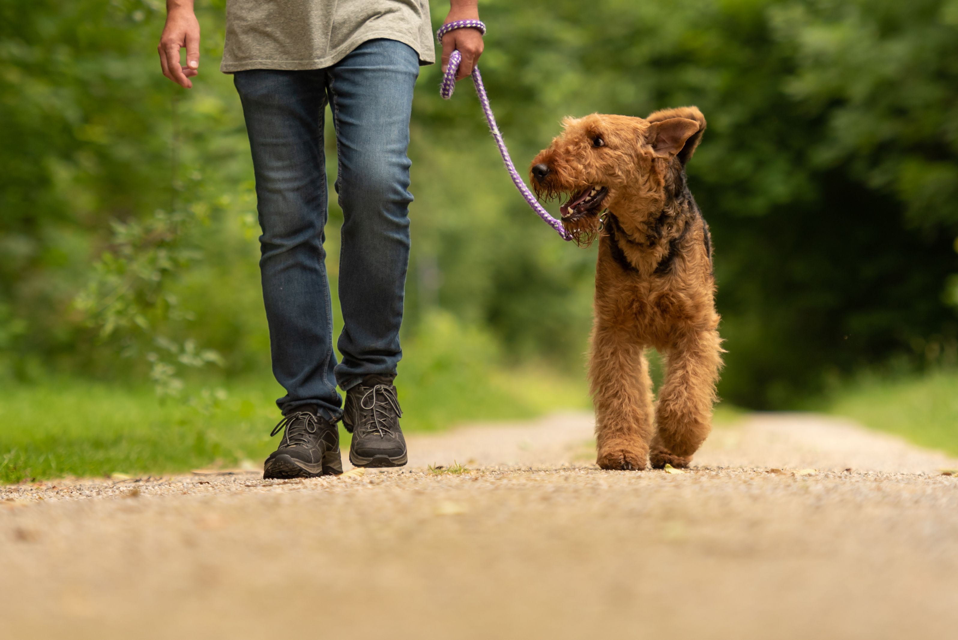 walking dog on path stock (1).jpeg