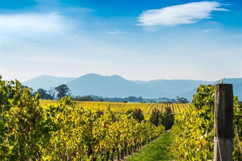 View of the mountains and vines in the Valley