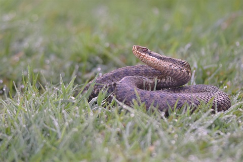 brown snake in grass.jpg