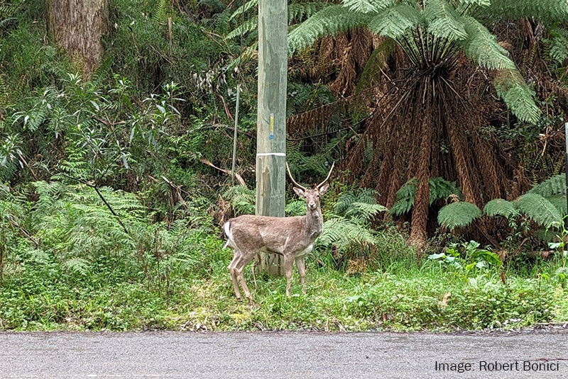 fallow-deer-robert-bonici.jpg