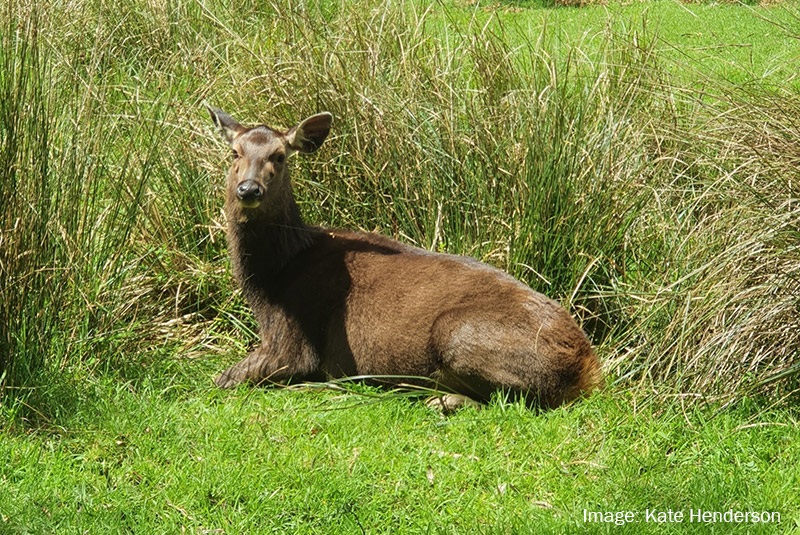 sambar-deer-kate-henderson.jpg