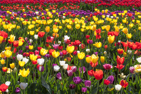 Tesselaar Tulip Festival Enjoy Local Events