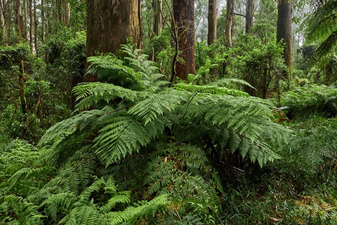 Dandenong-ranges-large-fern.jpg