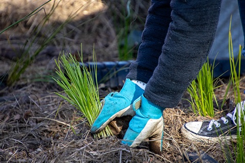 hands-planting-tubestock-2.jpg