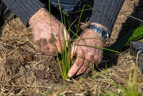 hands-planting-tubestock-4.jpg