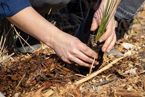 hands-planting-tubestock-yarra-ranges.jpg