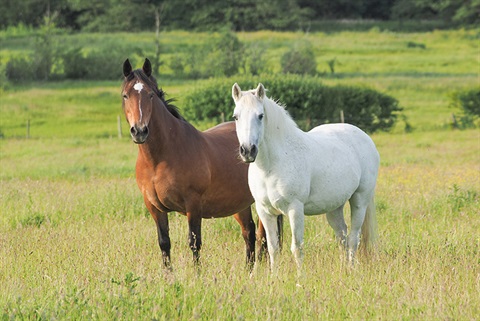 horses-AdobeStock_356390878.jpg