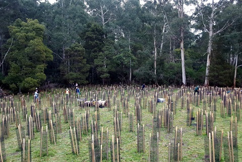 macclesfield-landcare.jpg