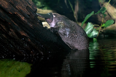 platypus-on-log.jpg