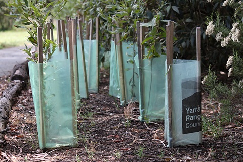 revegetation-yarra-ranges.jpg