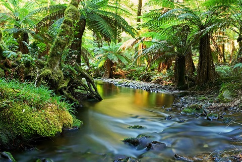 river-scene-mt-dandenong.jpg