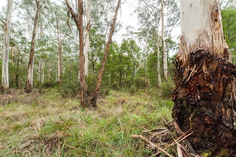 upper-yarra-landcare.jpg