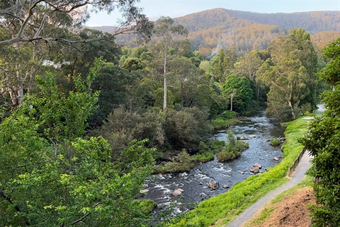 upper-yarra-river-reserve.jpg